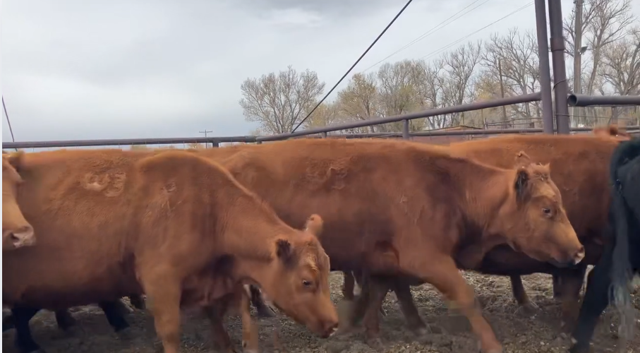 Dispersal Deal – 1,250 lb May-Calving Cows Ready to Work!- BC1015B5